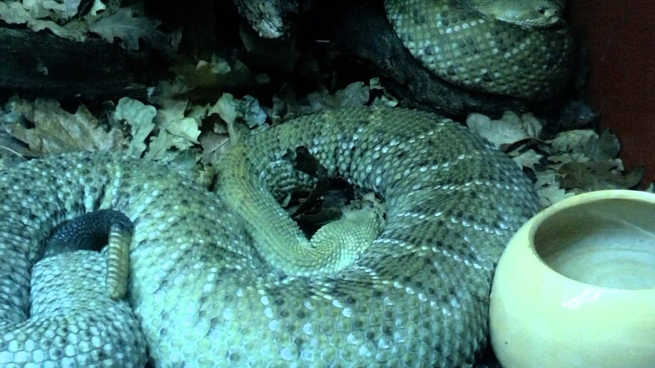 Visita a Vigozoo 29-07-11 (8).