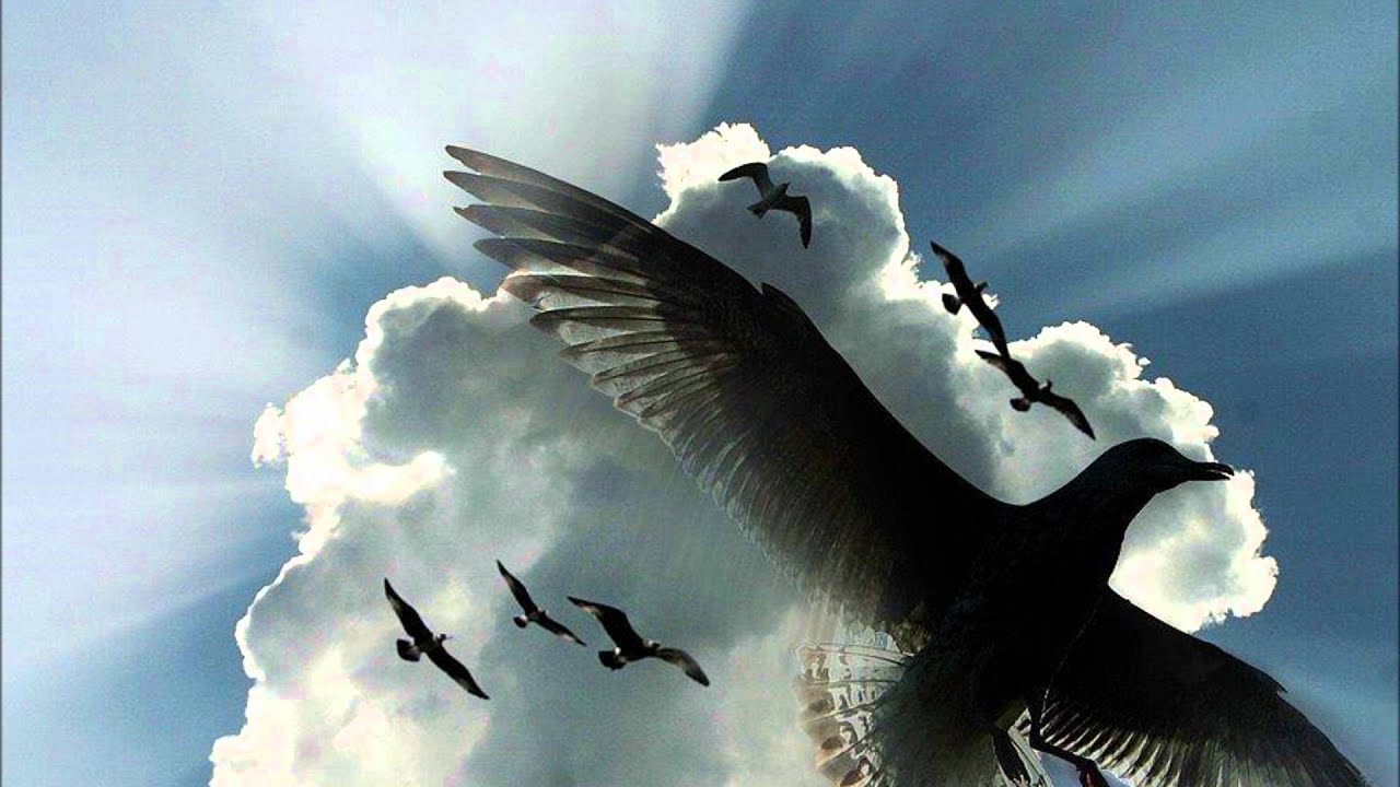 Песня стану птицей вольной. Птицы в небе. Птица в полете. Свободный полет птицы. Птица парит в небе.