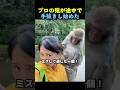 プロに任せてみます🐒 #サル #動物 #おもしろ動物
