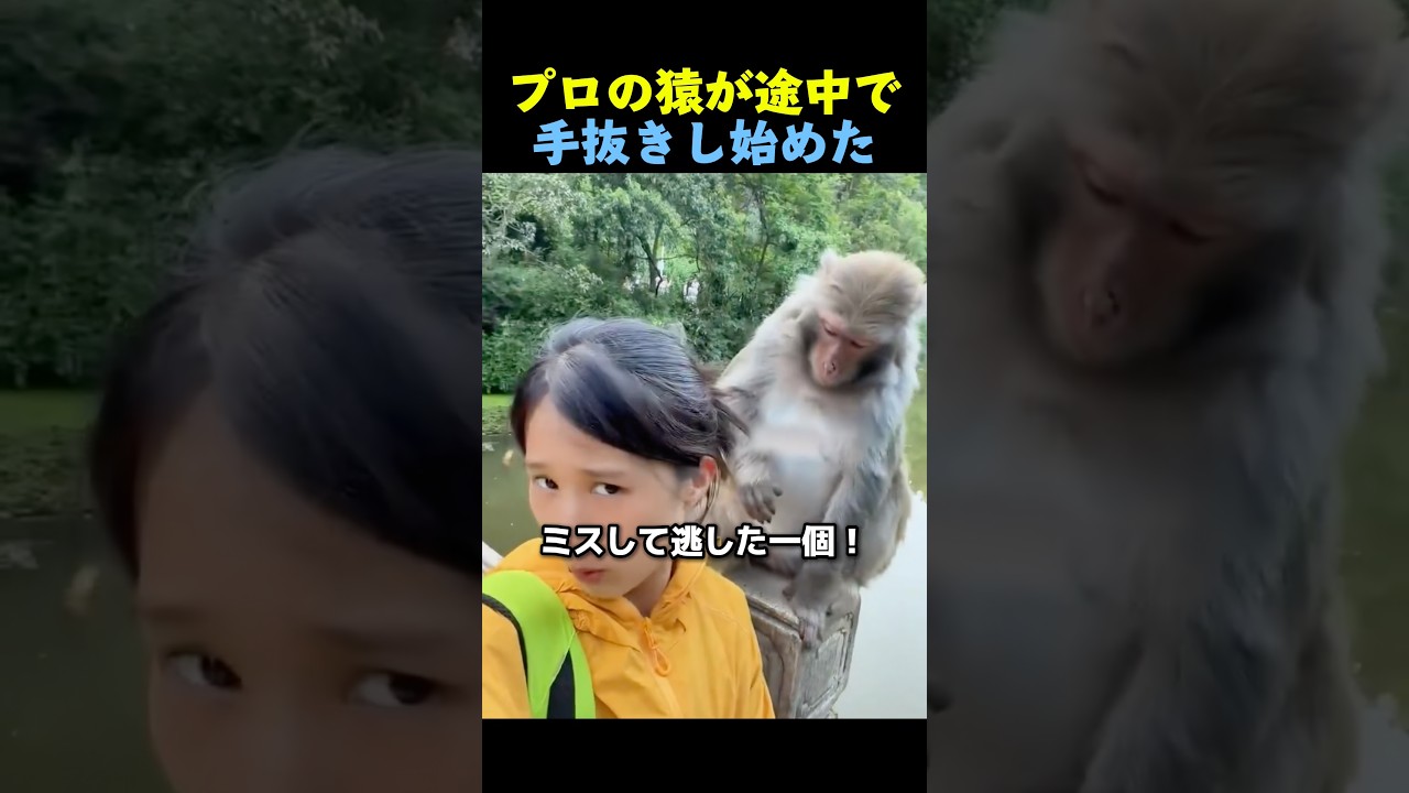 プロに任せてみます🐒 #サル #動物 #おもしろ動物