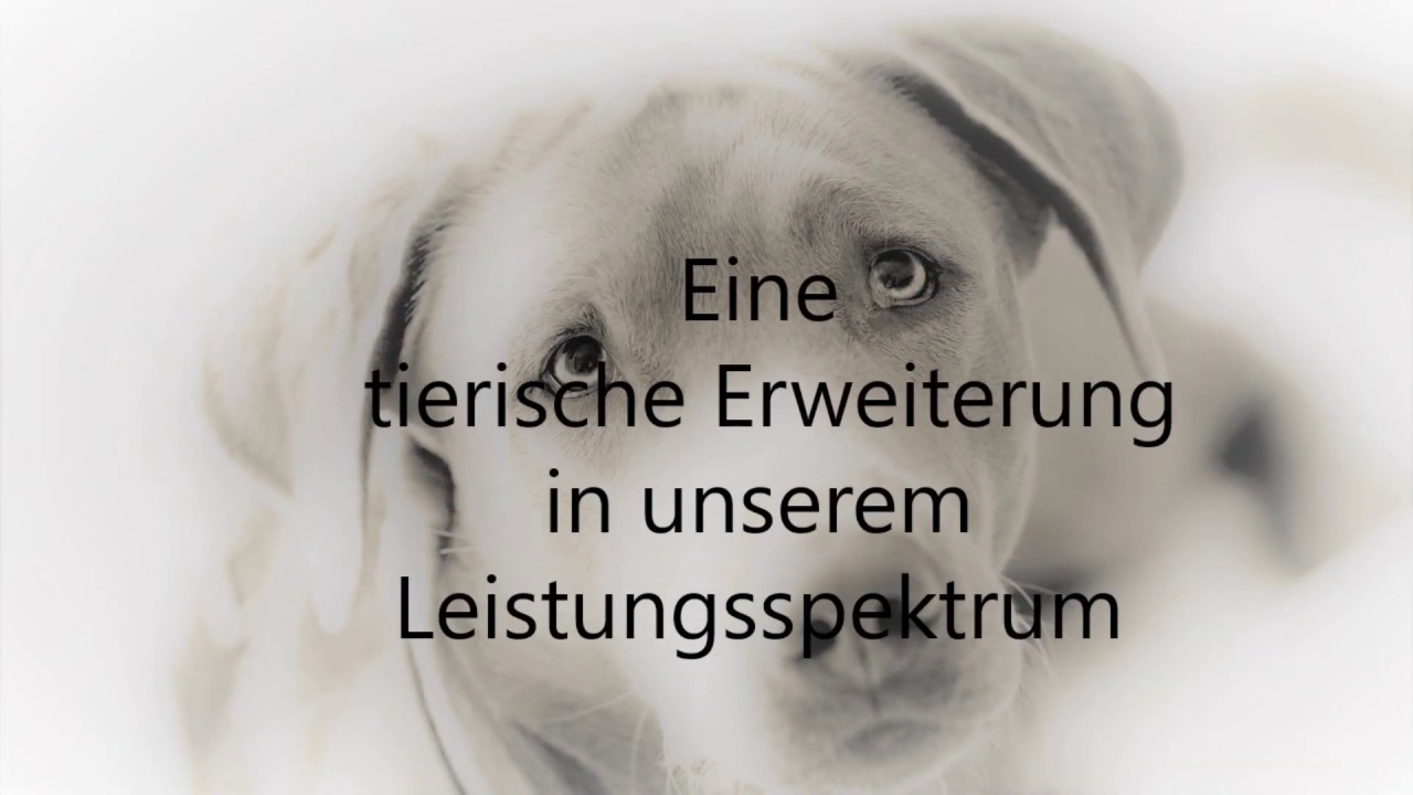  New Christoph Staß GmbH -Spürhund-Team Patricia- Effektive, schnelle und zerstörungsfreie Schimmelsuche