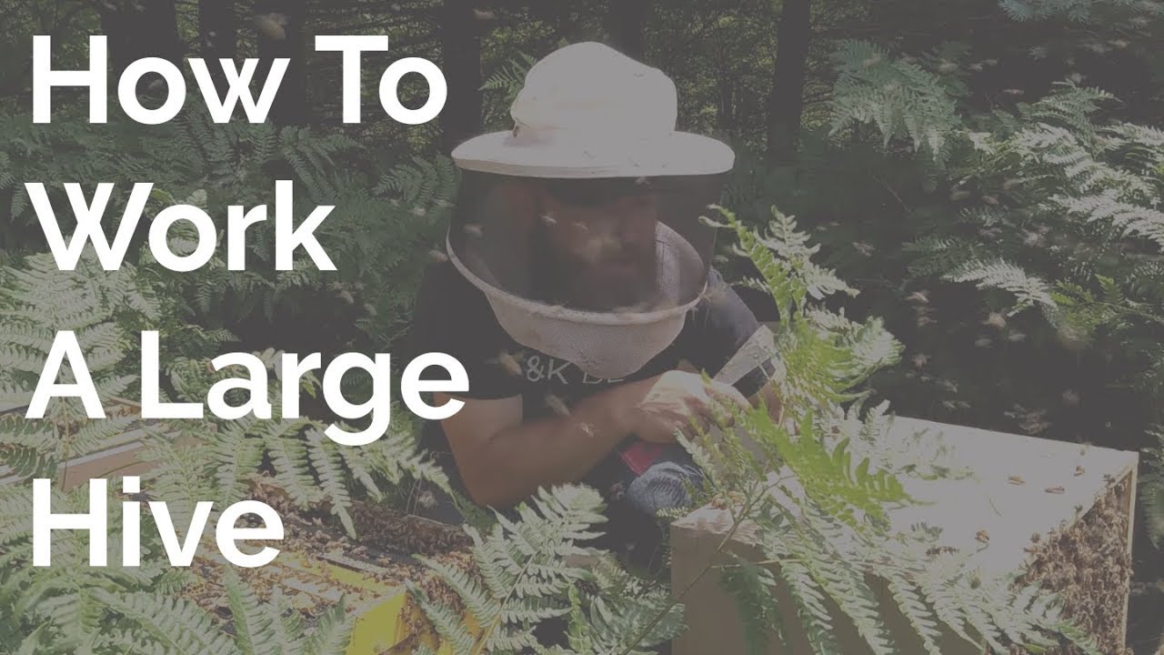 How To Work A Large And Busy Hive Of Bees YouTube