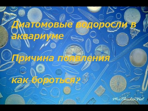 Диатомовые водоросли в аквариуме - Какие причины появления? как бороться?