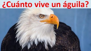 Cuanto vive un aguila - YouTube