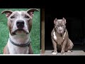 Pitbulls Being Wholesome EP. 10 | Funny and Cute Pitbull Compilation