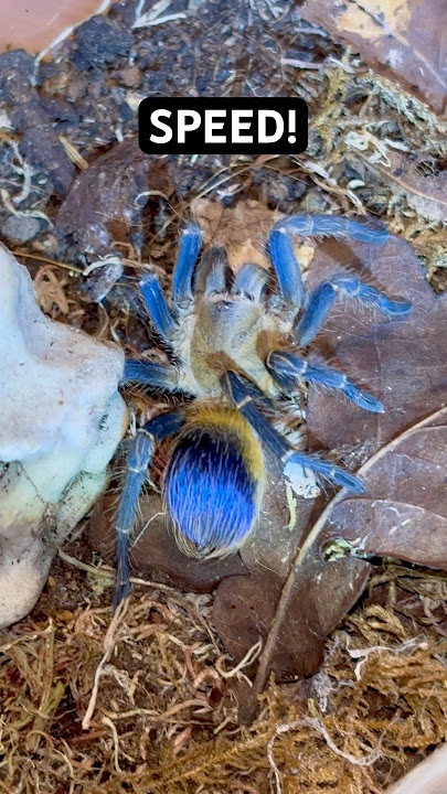 Colombia Yellow Blue Tarantula/Pseudohapalopus/#shorts #tarantula #spider #beauty #short