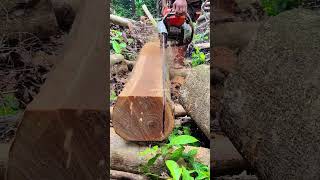 Legendary Sawer In Philippines