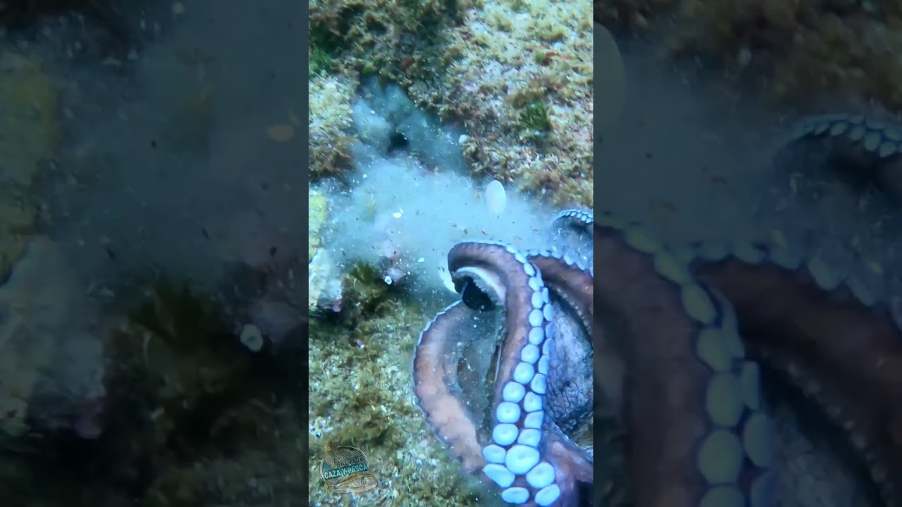 Pesco un pulpo en un pequeño agujero 🐙 Pescasub en Galicia