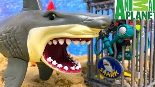 AVENTURA EXTREMA CON TIBURONES ANIMAL PLANET JAULA DE INMERSION TIBURON TIGRE & GRAN TIBURON BLANCO