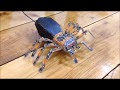 DIY Tarantula spider .Children&#39;s  toy of cardboard