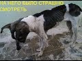 На него страшно было смотреть