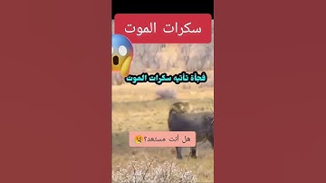 وجاءت سكره الموت بالحق #قرآن #تلاوة_خاشعة #quran #قران_كريم #راحة_نفسية #اسلام_صبحي