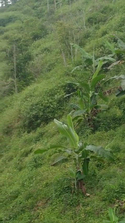 berburu babi hutan...