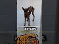 皆に疎まれていた野良犬が本当の愛に出会って起こった奇跡！　#いぬ #犬 #犬のいる生活 #いぬのいる暮らし #犬好き #犬動画 #感動 #保護犬