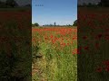 Red Poppy Flowers - Frankfurt Germany