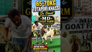 65-70Kg Totapuri Khassi Do Daant For Sale #goat #totapurigoat #bakra #bakraeid #totapuri #shorts