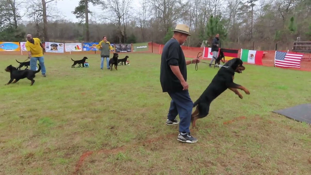 2026-Feb-27 - Ozlo v Blaustadt - 9-12 month males - SG2