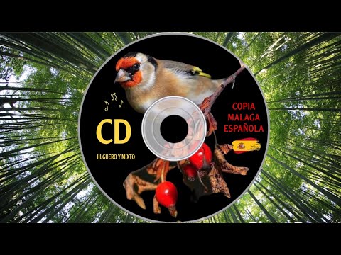 Copia Malaga CD 💿 Limpio para memorización niños jilguero y mixto | CD Goldfinch