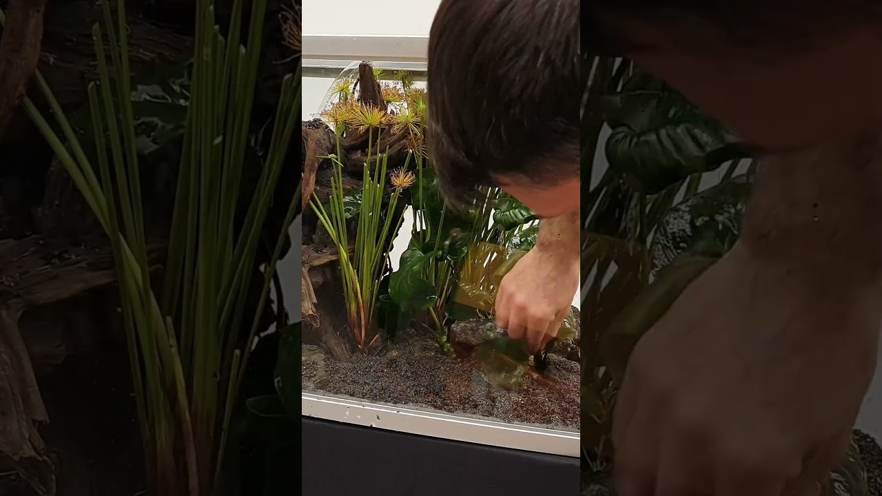 🪴 VRAI ou FAUX 🤔 ON PEUT ENTERRER LES ANUBIAS DANS LE SABLE 😲 