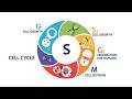 Cell Cycle and Cell Division | Interphase (G1, S, G2 Phases) | Class 11 & NEET Biology