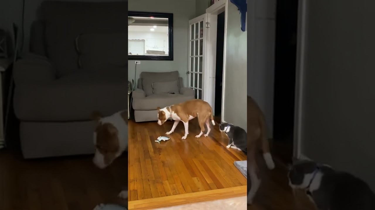 Pets playing with the fake fish