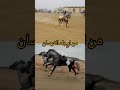 خيل فرس شيلات حصان خيل عربيه اصيله خيل فرس شيلات حصان خيل عربيه اصيله