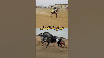 خيل فرس شيلات حصان خيل عربيه اصيله 
