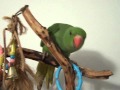 BABY INDIAN RINGNECK PARAKEET  3 MONTHS OLD