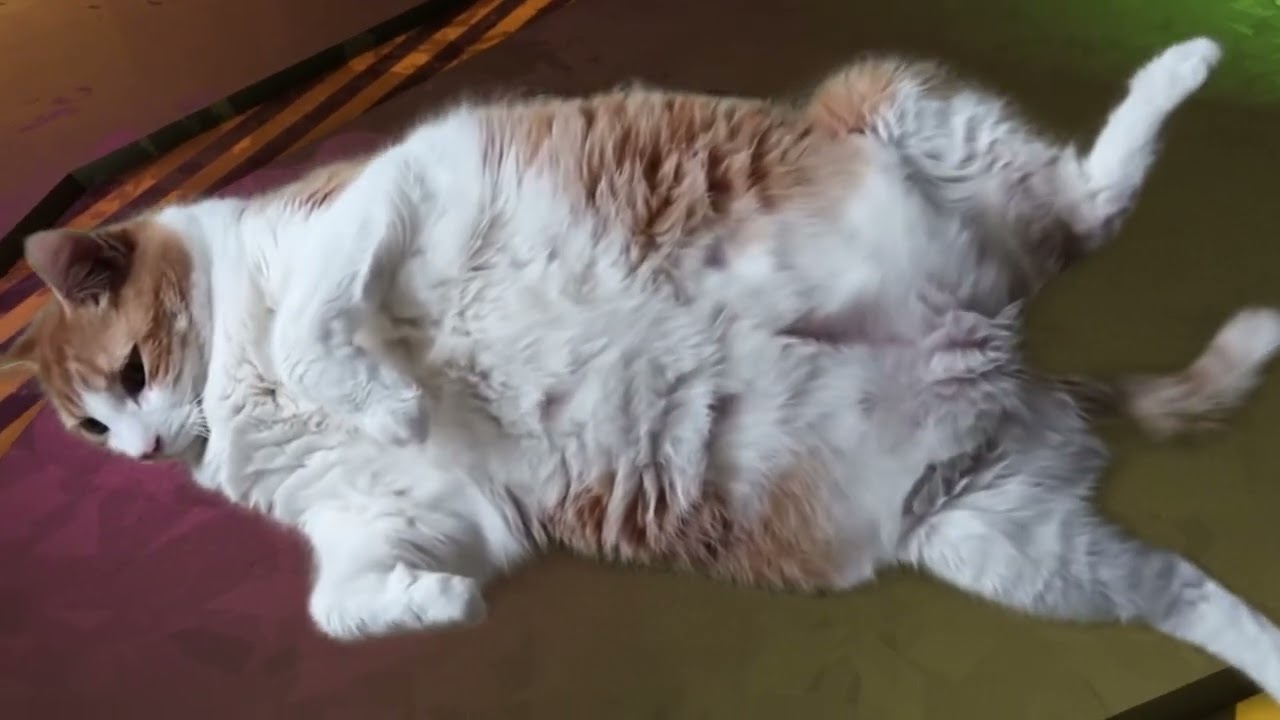 DRG | A Strange Creature On The Space Rig