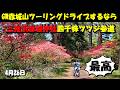 4/26【赤城山ツーリング】圧巻のツツジ街道!三夜沢赤城神社「松並木参道」4,000株のヤマツツジが見頃。駐車場&走行可能ルートガイド