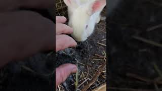 Surprise! Baby Rabbits! by Shoshana's Place 290 views 4 months ago 6 minutes, 11 seconds