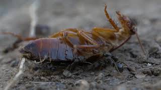 Get Rid of Pesky Pests with Fast Pest Control Sydney Pest Removal Services Pest Infestations