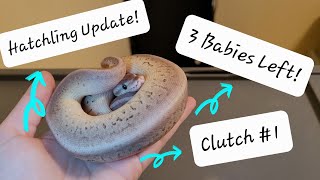 Clutch #1 - Hatchling Update - 3 Babies Left! 🐍 Net Worth