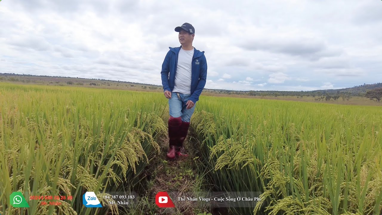 Thế Nhân || Vươn Lên Từ Bùn Lầy, Lúa Nước Việt Nam Đang Nhuộm Vàng Núi Rừng Đại Ngàn Châu Phi