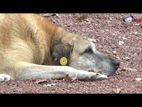 ექსკრემენტებით დაბინძურებული გარემო