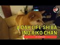 A DAY LIFE SHIBA INU||JAPANESE DOG||BY IKODEKOSHI