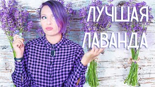 видео: Ароматы с Нотой Лаванды: Освежающие, Гурманские, Дымные, Мягкие картинка: Ароматы с Нотой Лаванды: Освежающие, Гурманские, Дымные, Мягкие