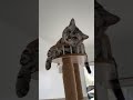 おでぶ猫さんがキャットタワーの1番上に乗ってる