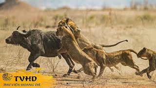 💥 Châu Phi – Vùng Đất Của Những Loài Động Vật Hoang Dã Cực Kì Nguy Hiểm! | TVHD