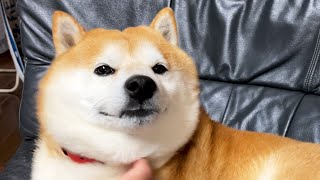 なでなでがツボるとジコ坊みたいな顔になる柴犬