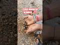 BERBURU IKAN PAKAI TANGAN #faktaunik #berburuikan #shortvideo