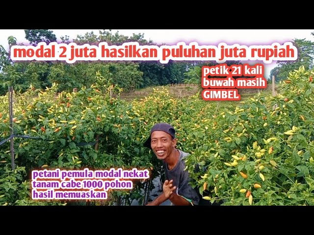 petani cabe pemula sukses hasilkan puluhan juta rupiah class=