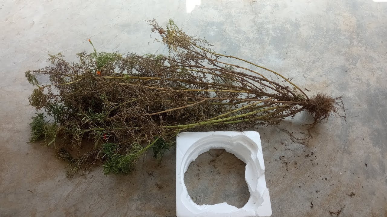 Paresre paniki radu ani idea to  ela try chesa osari chusi ela ani pinchindo like comet in telugu