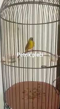 pancingan pleci nembak wik wik wek