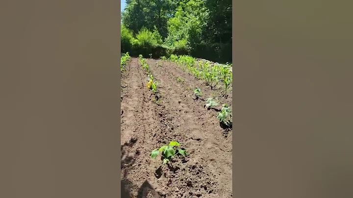 Nacho's garden tour June 29 2022