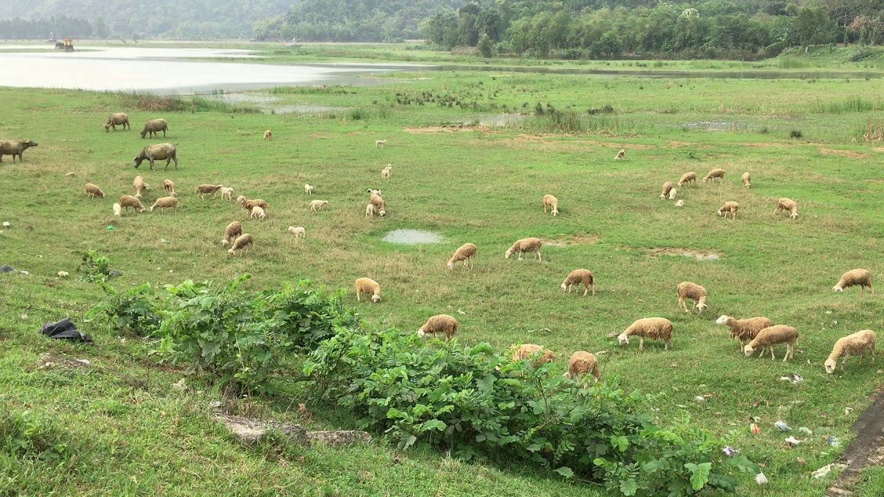 James Rebanks on The Shepherd’s Life