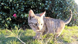 【ご報告】公園に捨てられたキジトラ子猫に家族が見つかる