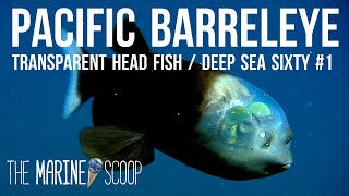 TRANSPARENT HEADED FISH | Deep Sea Sixty #1