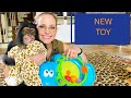 BABY CHIMP gets a new Toy!!!