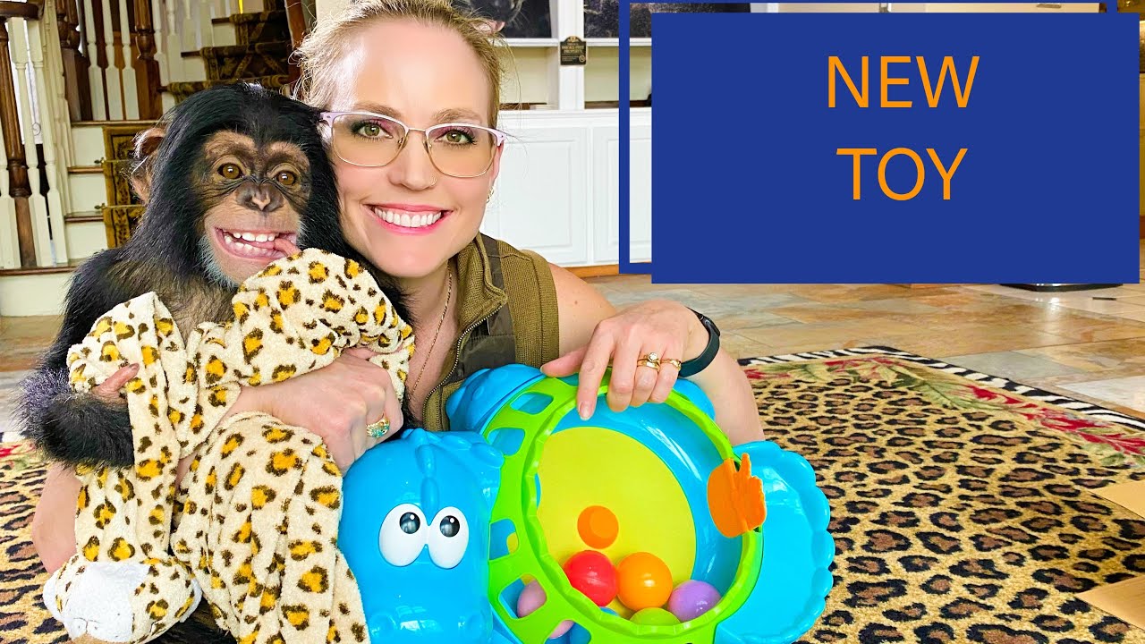 ДЕТЕНОК ШИМПАНЦА получает новую игрушку!!!